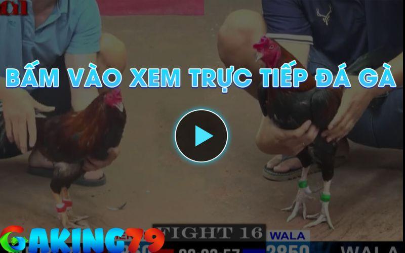 Xem trực tiếp đá gà thomo miễn phí chất lượng cao tại GAKING79